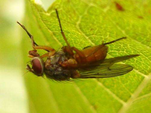 Réf. 244 070 : Phaonia bitincta